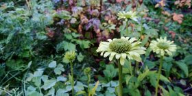 Echinacea purpurea 'Green Jewel' punane siilkübar